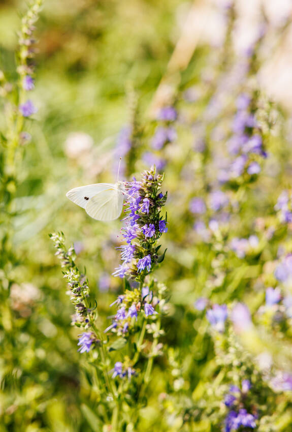Schmetterling Blüte