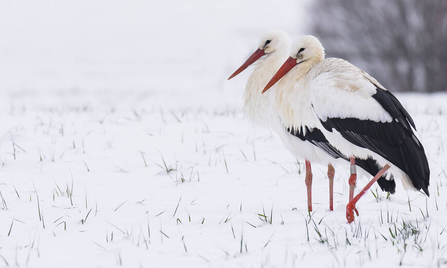 Weisstörche zurück 