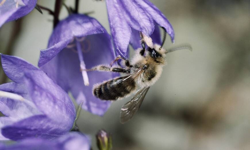 Die Glockenblumen-Sägehornbiene sammelt ausschliesslich Pollen von Glockenblumen (Foto: Albert Krebs).