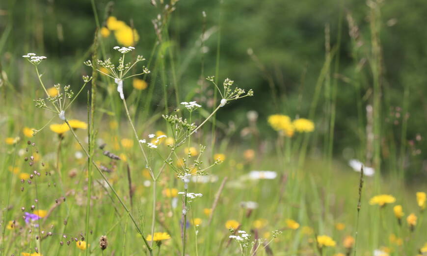Blütenpracht Rieter