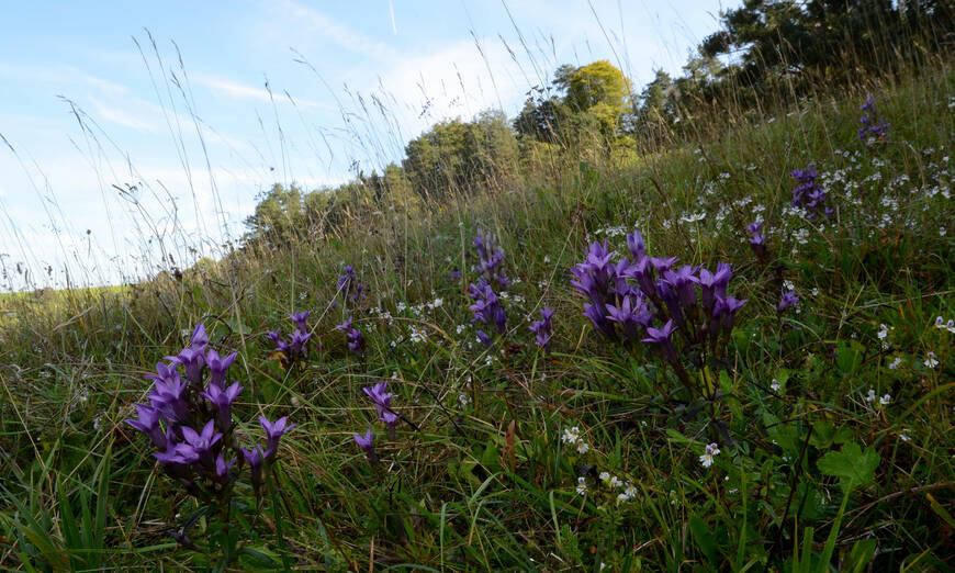 Farbenfrohe Böschung