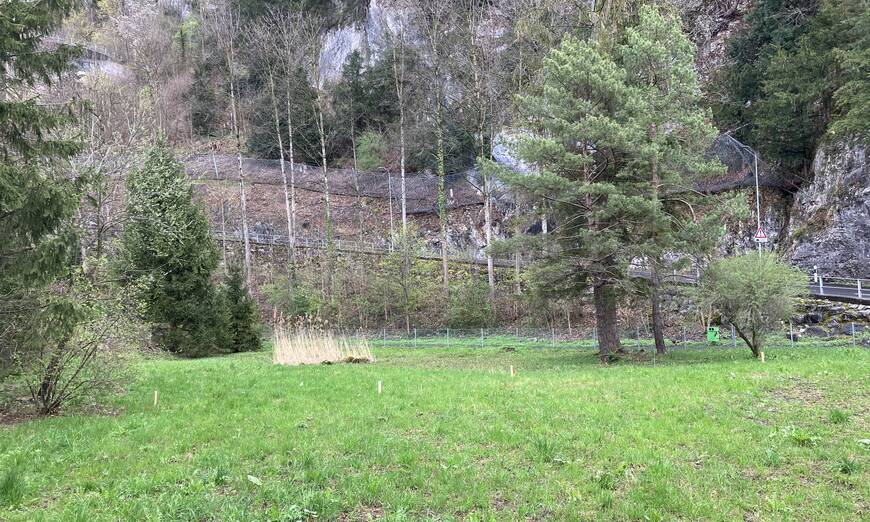 Lebensraumaufwertung Stansstad