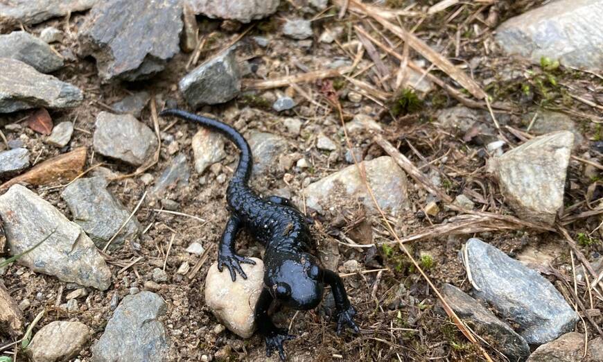 Alpensalamander