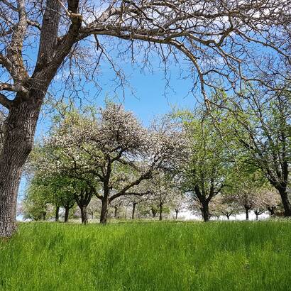 Hochstamm Obstbäume